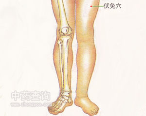 人体穴位 :伏兔