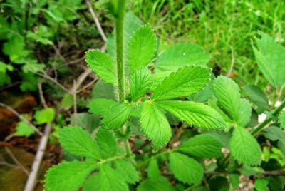 民间运用仙鹤草治疗脱力劳伤验案