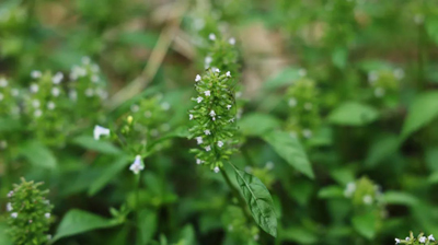 夏枯草，清肝泻火；可以调理头痛、眼疾和失眠