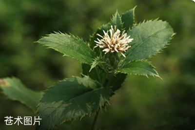 苍术和鸡矢藤