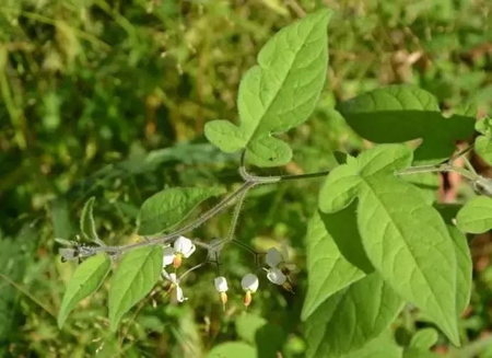 白英，常用于治肺癌、鼻咽癌、大肠癌等