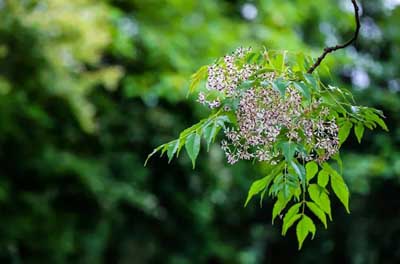 苦楝花驱蚊