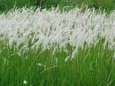 这种草药，不仅可治肝炎，还可治肺炎、肾炎