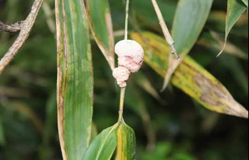 竹黄治牙痛、胃痛、风湿痛