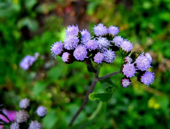 代代花