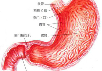 渗湿逐饮汤加减治胃脘跃动（痰饮心悸）