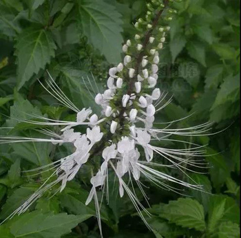 猫须草治肾炎、结石、痛风、胆囊炎