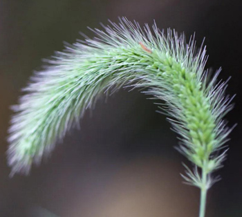 “狗尾巴草”有哪些功效？