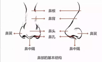 鼻部的经络分布