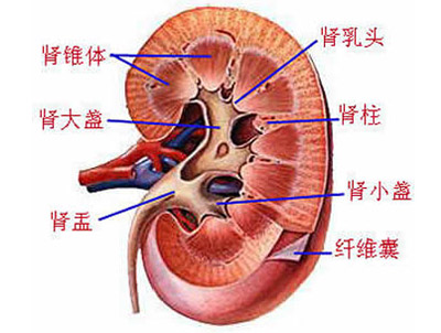 肾盂肾炎