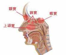 鼻炎 www.zgmjyxw.com